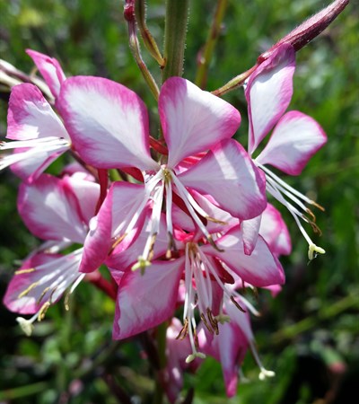 Gaura Rosy Jane